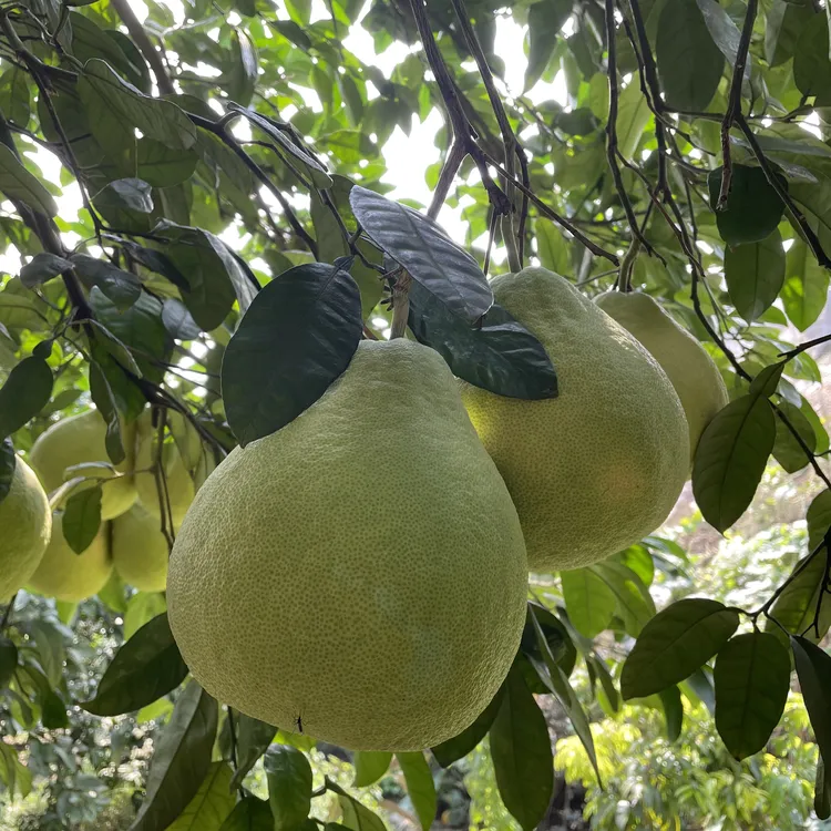 【精品真龙柚】正宗合江真龙柚当季新鲜水果纯甜多汁美味新鲜采摘