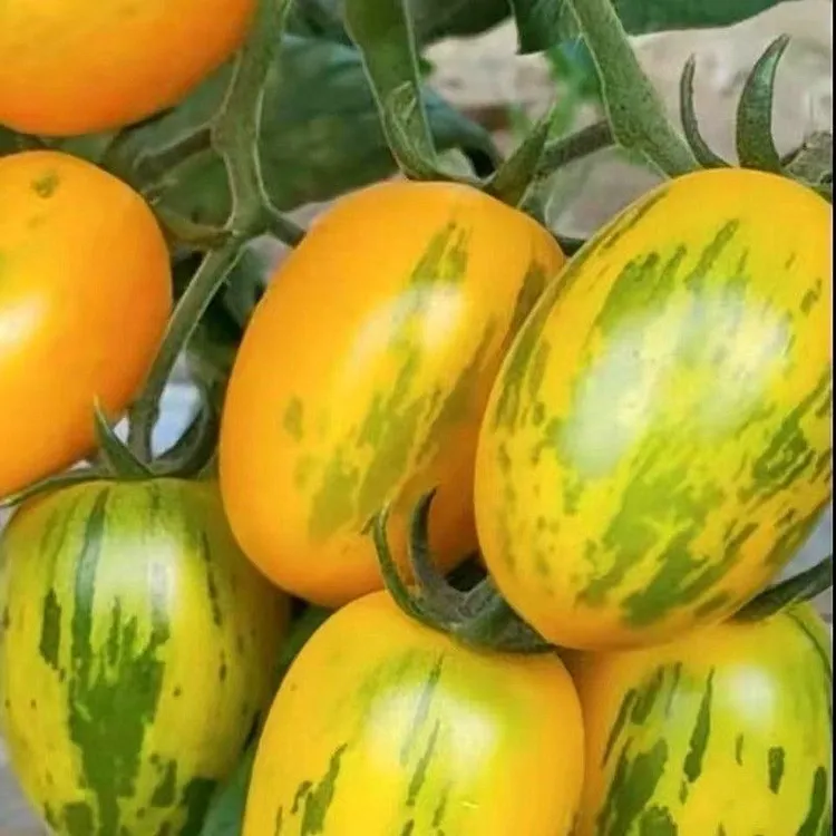 东北黄虎皮球柿子酸甜农家皮球柿子新鲜虎皮黄柿子京东包邮