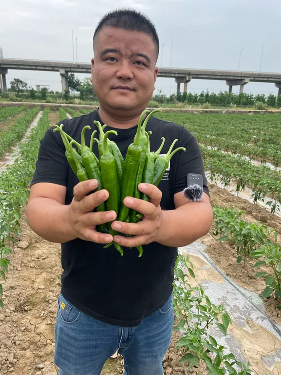 湖南益阳本地露天软皮青辣椒链接
