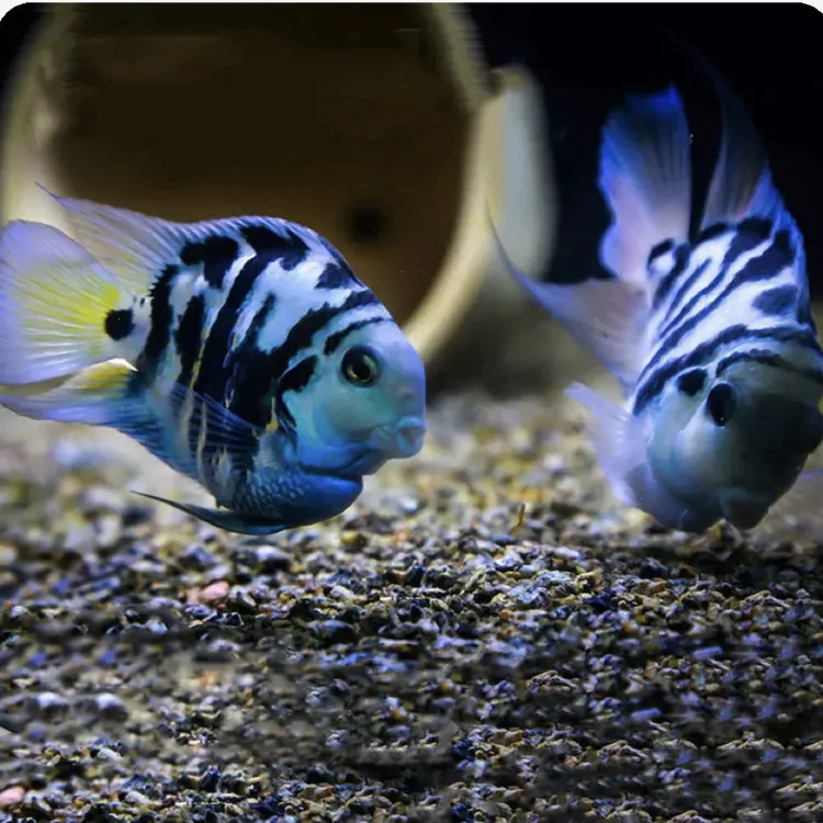 迷你鹦鹉鱼热带观赏鱼白金宝蓝淡水宠物鱼种鱼