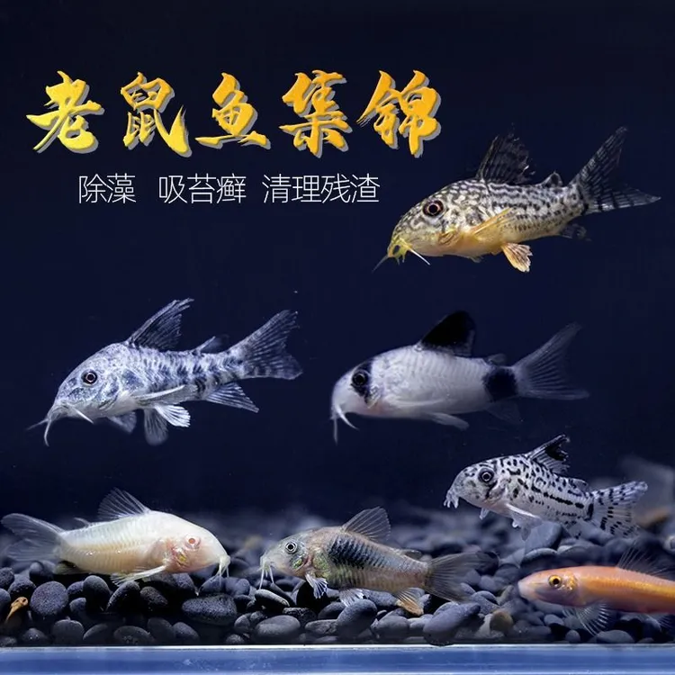 活泼好养的青苔鼠工具鱼可除残饵熊猫鼠白鼠花椒咖啡鼠