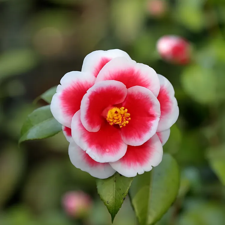 春候花园山茶花原生苗嫁接苗茶花多年生木本观赏花卉隐矶宫粉卜伴