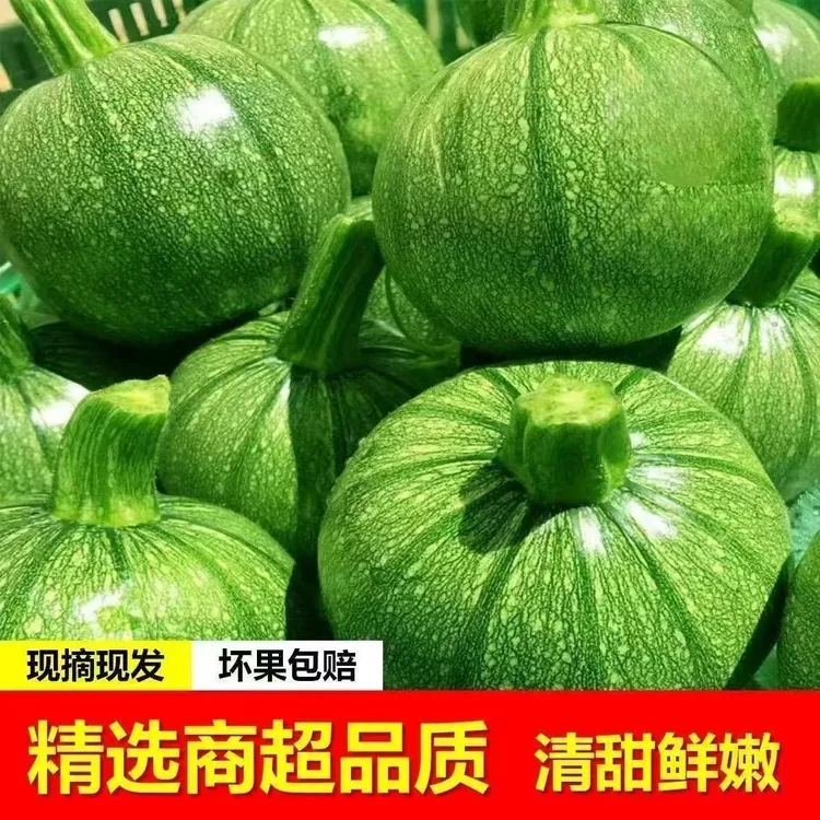 新鲜嫩南瓜绿色青皮小圆瓜西葫芦露天当季蔬菜圆形青皮瓜产地直发
