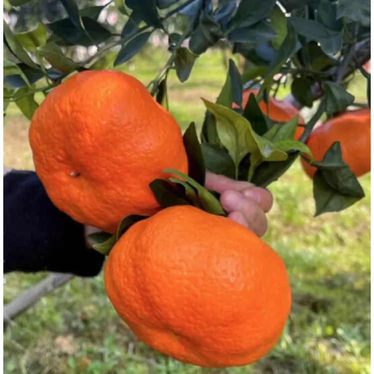 顺丰速运高端柑橘四川甘平柑橘皇后小金牛皮薄肉厚爆甜多汁5/10斤