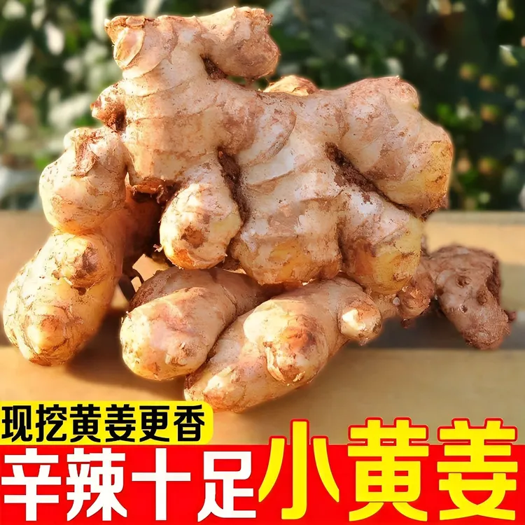 新鲜小黄姜现挖贵州高山小黄姜生姜香辣味足鲜姜蔬菜农家自种老姜商品图