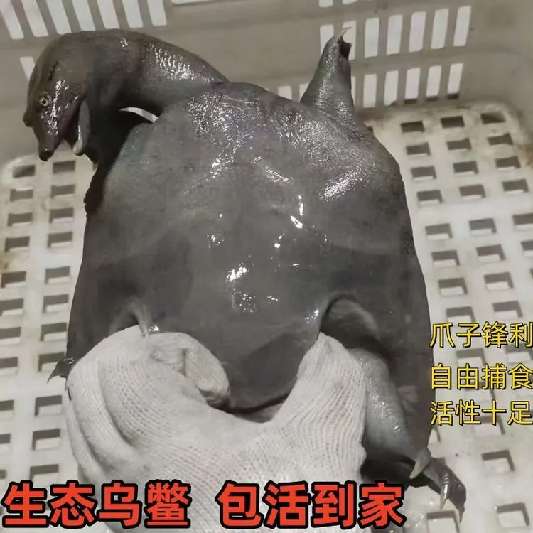 改价专用乌鳖生态甲鱼一物一拍正宗外塘野养产地直发