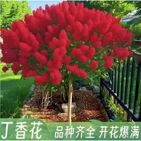四季丁香树苗浓香型花苗植物耐寒庭院四季室外别墅白紫丁香花盆栽