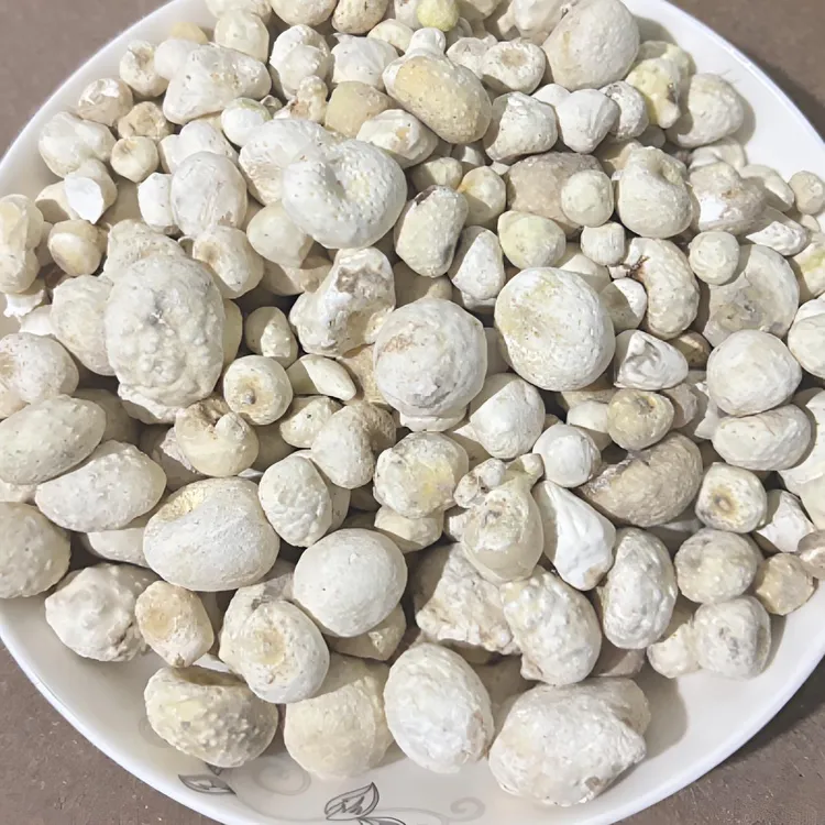 甘肃旱半夏原生态 货真价实