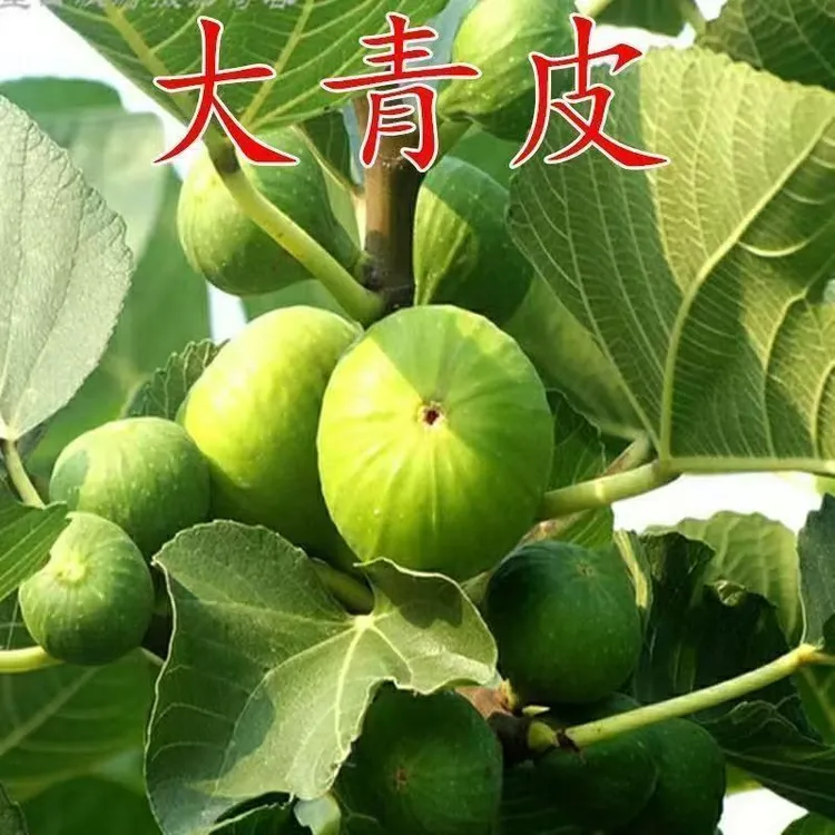 爆甜流蜜大青皮无花果树苗耐寒耐旱苗盆栽地栽南北方种植当年结果