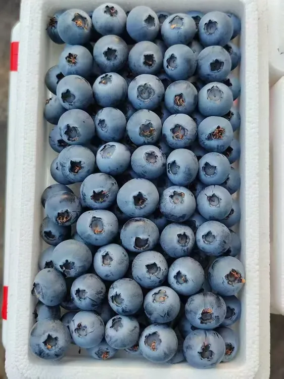 辽宁丹东L25蓝莓一盒400克