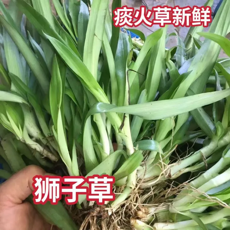 新鲜痰火草狮子草围夹草草广东猫爪草玻璃草化核草大苞水竹叶草