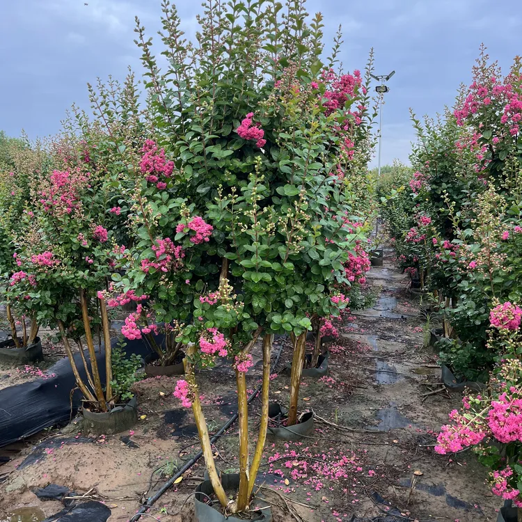 小叶玫瑰红无籽紫薇花耐寒耐高温适合庭院景观