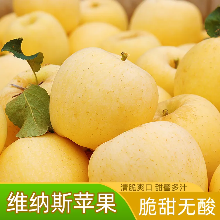 山东黄金维纳斯苹果当季水果脆甜多汁现摘现发烟台整箱高质量水果