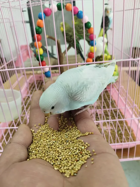 通用鹦鹉鸟粮中小型虎皮玄凤牡丹营养混合食粮