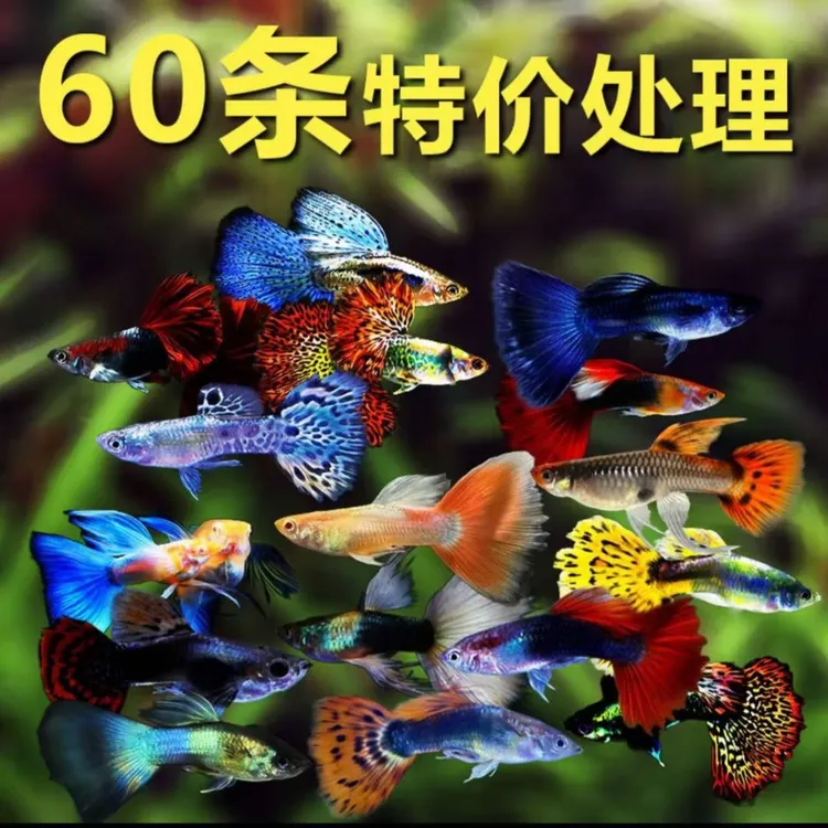 孔雀鱼凤尾鱼小型观赏鱼热带淡水好养耐活金鱼活体繁殖鱼桌面水景