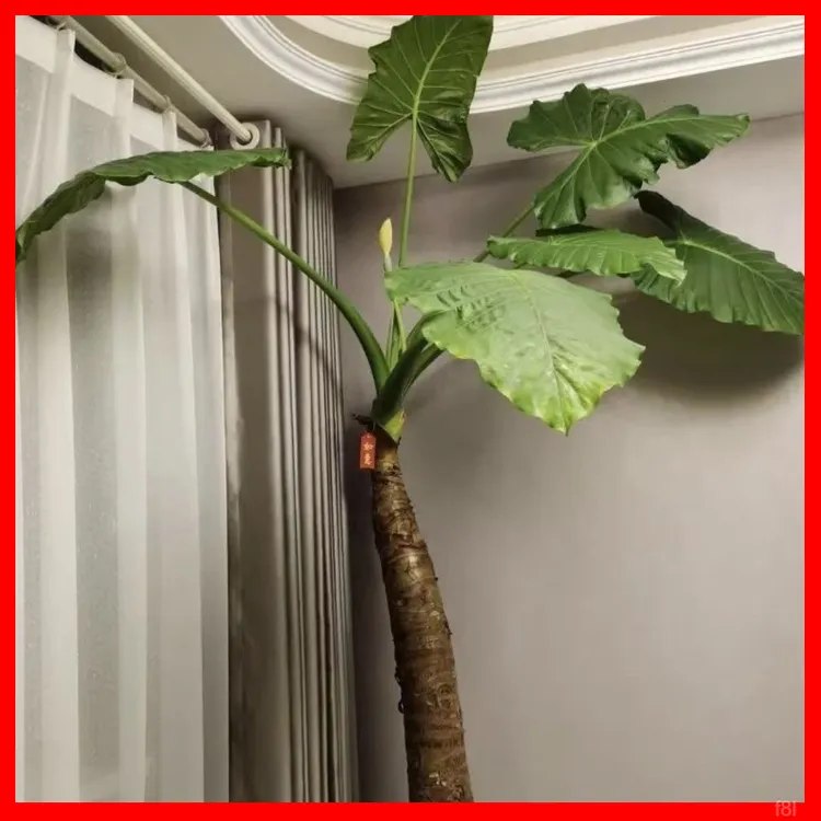 达诚优选巨型盆栽种植四季速大型霸王芋大叶滴水观音优质野生客厅实拍桩苗