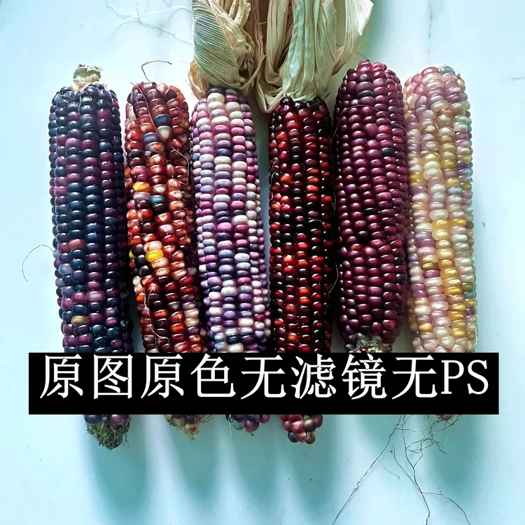 未灭活文玩玉米彩色25年新品农家自种自留种随机发货每根50-100克