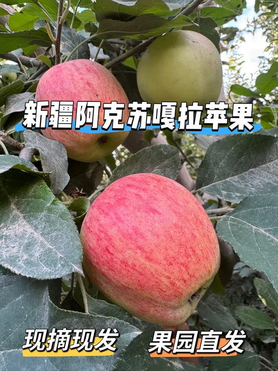 新疆阿克苏嘎啦苹果当季新鲜现摘青红酸甜粉水果包邮产地直发