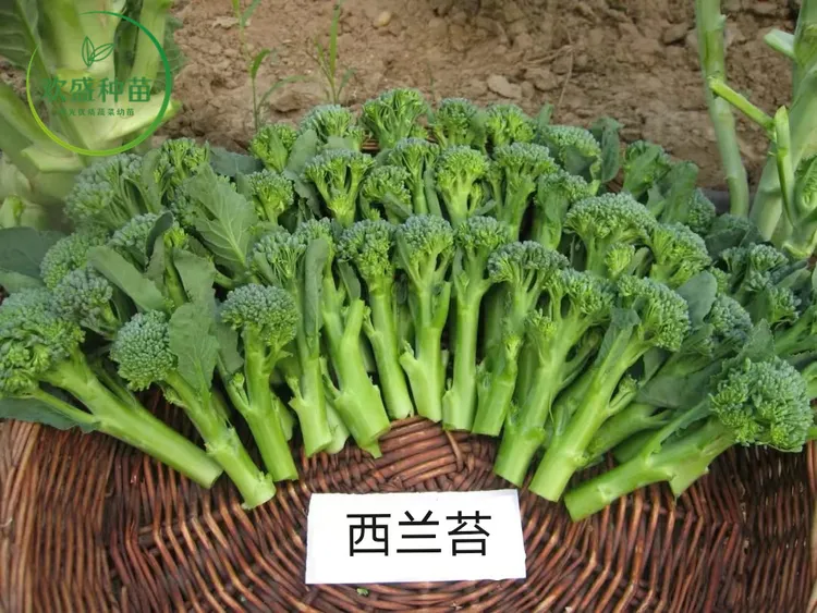 秋季西兰苔秧苗耐寒菜苔秧苗西兰花秧苗甜杆西兰花秧苗秋季蔬菜苗