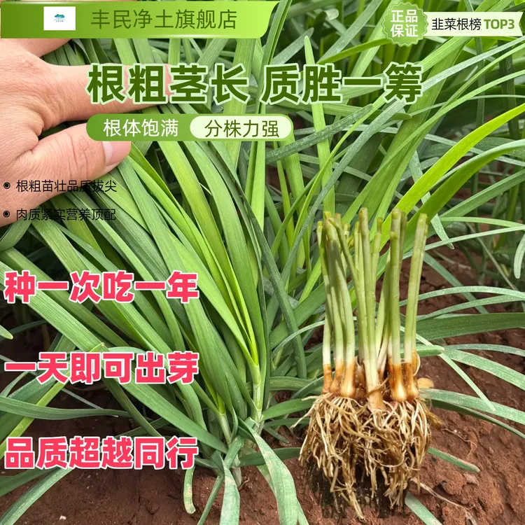 -/龙小幺四季可种韭菜根苗宽叶紫根适合阳台盆栽室内蔬菜秧苗