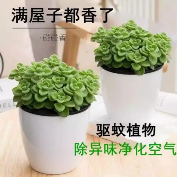 碰碰香一抹香盆栽浓香型绿植可食用客厅办公阳台净化空气驱蚊植物