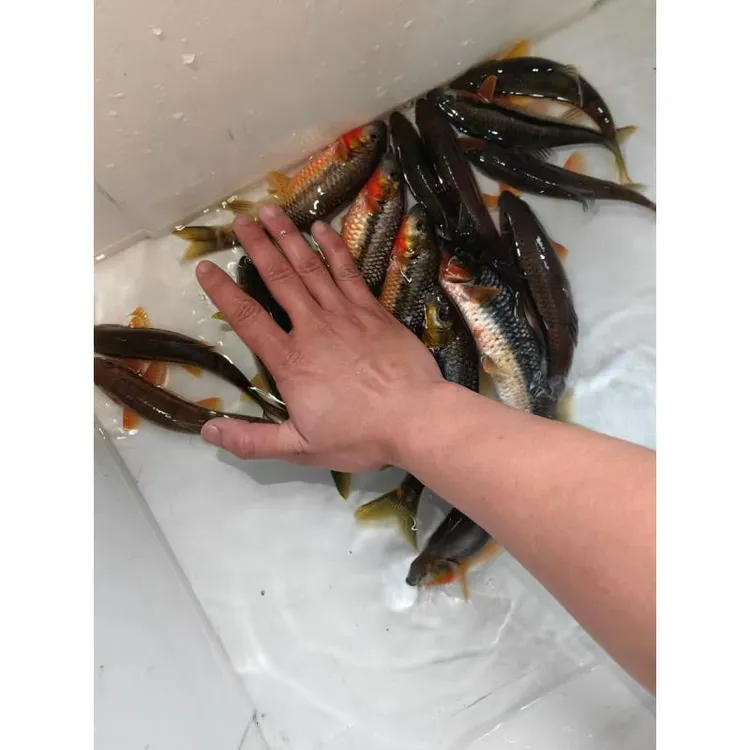石斑鱼冷水光唇鱼溪石斑原生野采黄腹溪石斑观赏鱼