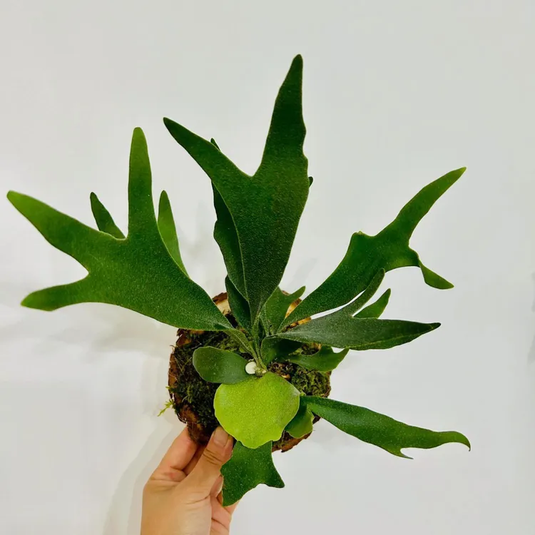 二岐鹿角蕨绿植室内客厅卧室阳台净化空气植物壁挂盆栽板植好养