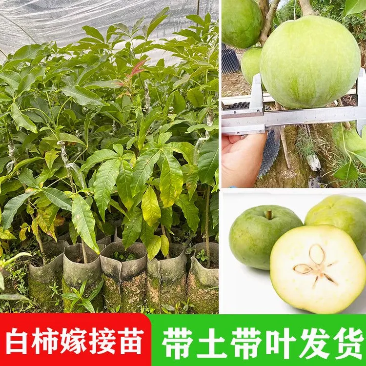 四季冰淇淋果状元红果树苗适合种植