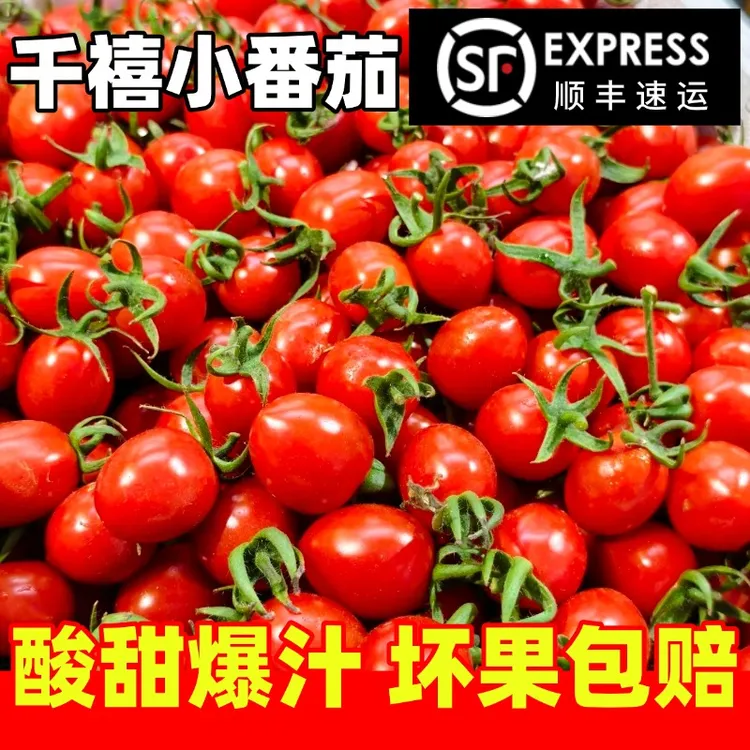 山东千禧小番茄自然成熟新鲜多汁圣女果