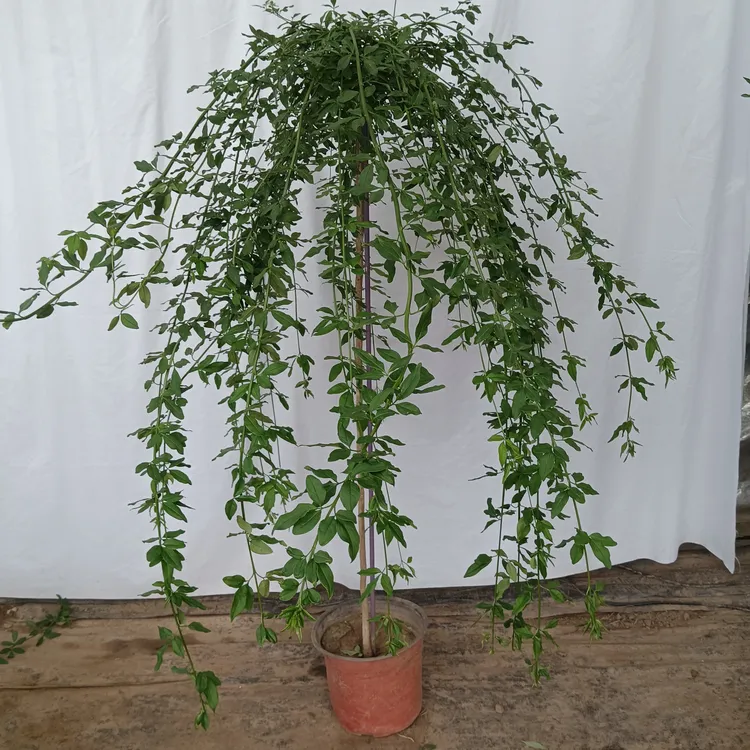 含盆1.2米高 垂丝 探春