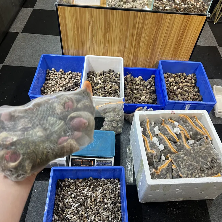 新手寄居蟹摆摊豆丁 灰白短婉深紫【下单送全套摆摊z料】