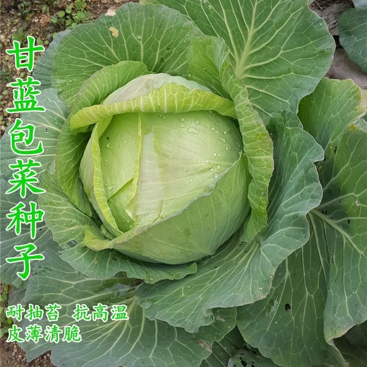 京丰一号甘蓝包菜种子适合阳台室内种植蔬菜种籽新种到货蔬菜种子