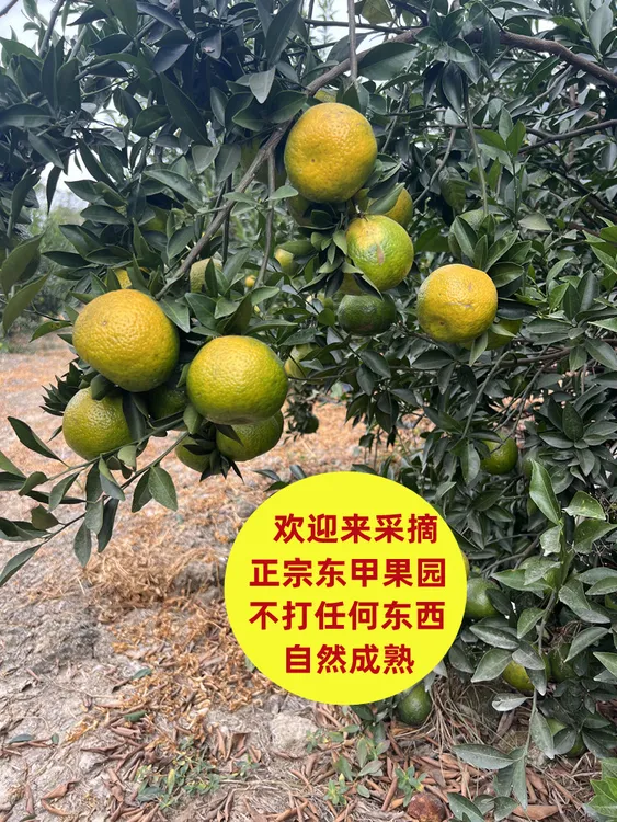 2025东甲圈枝新鲜柑果茶枝柑不退不换介意勿拍顺丰包邮