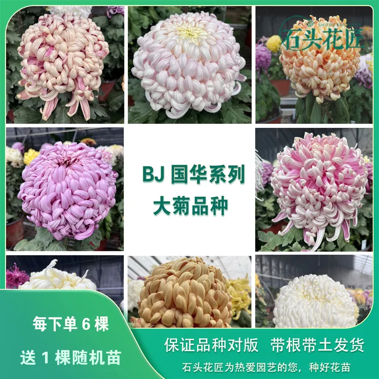 石头花匠传统大菊苗 国华34个品种 国华提灯 独本菊花多年生宿根 