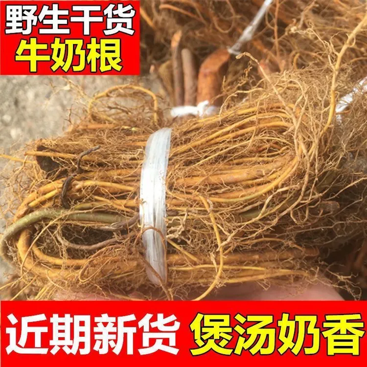 福建南平野生牛奶根瓜子根杜仲姜子根羊不吃草现挖煲汤