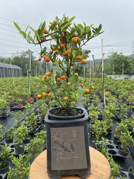 6福建豆盆景福豆（视频序号标签一物一拍28.8）