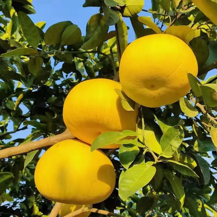 正宗重庆特产梁平柚龙滩70年老树新鲜现摘现发纯甜应季整箱包邮