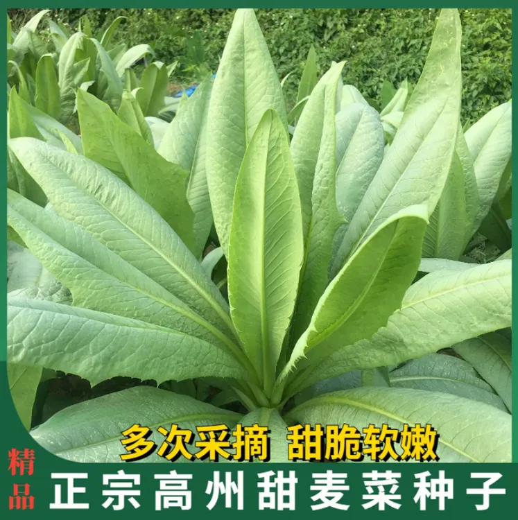 正宗高州大叶甜麦菜种子油麦苦麦菜种籽阳台大田蔬菜种子