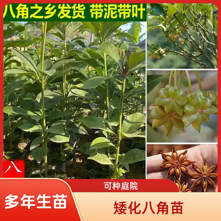 【百乐岛】 庭院 南北可种大红八角矮化品种八角大茴香植物商品图