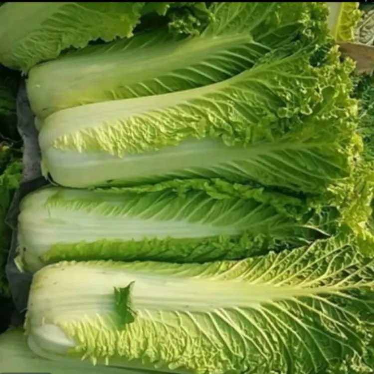 贵州当季时令新鲜蔬菜现摘现发秋绿青口白菜火锅菜