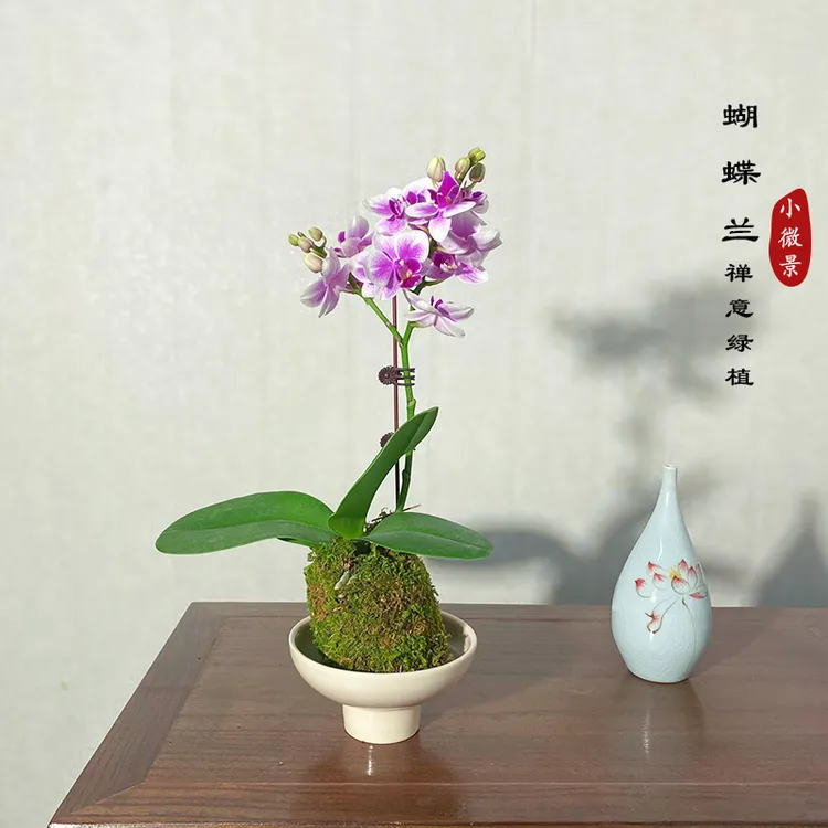 【宏展】清香美人蝴蝶兰苔藓球茶桌禅意开花植物青香美人苔藓球