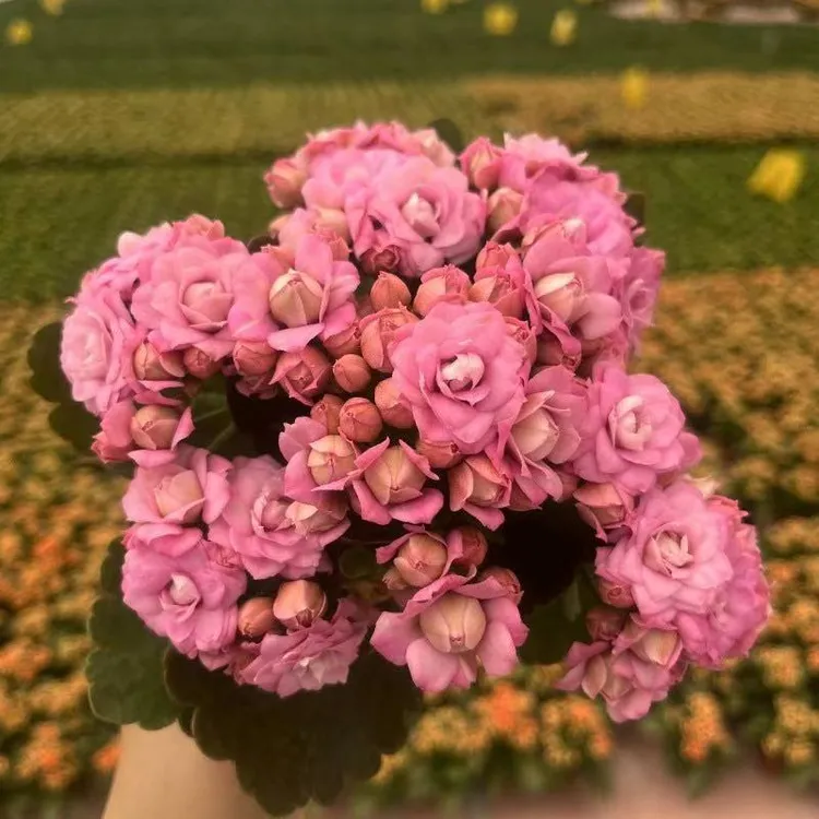 【海天霞 】80盆 粉色大花重瓣长寿花