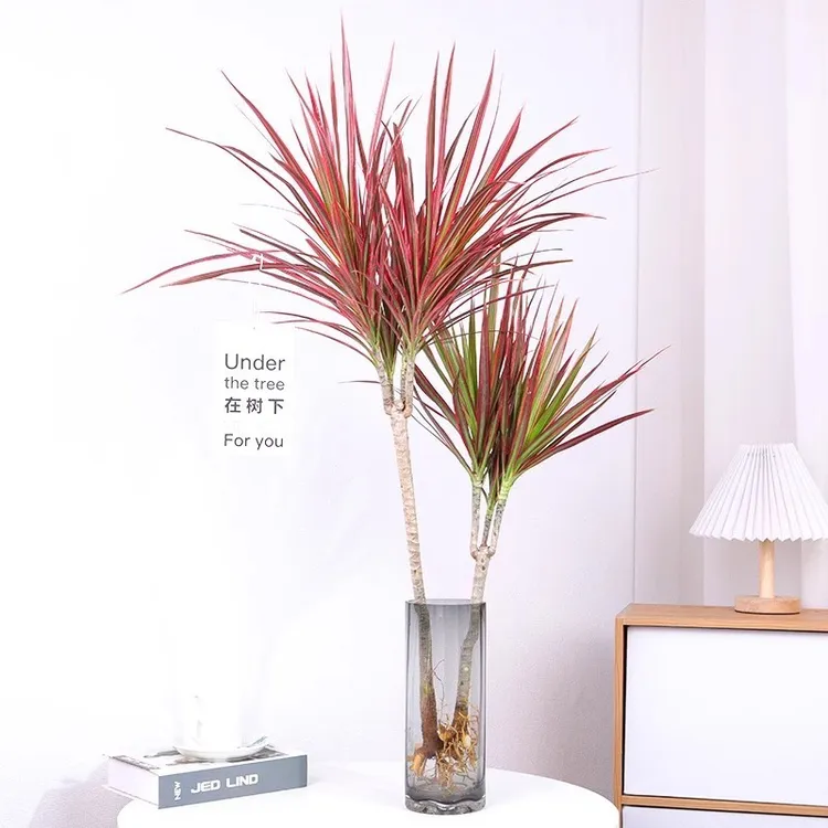 水培马尾铁千年木盆栽桌面绿植四季七彩水养水培植物吊钟植物