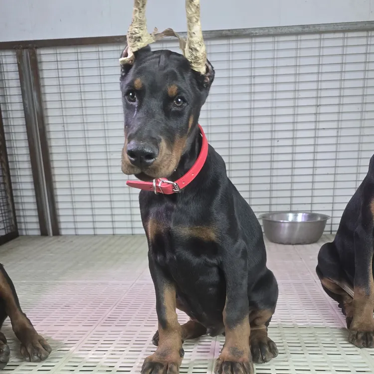 德系杜宾幼犬～红绳小公狗