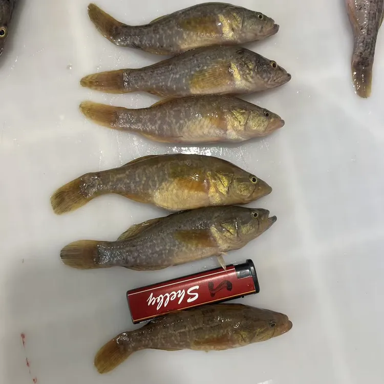 中号老头鱼（3斤45条左右）