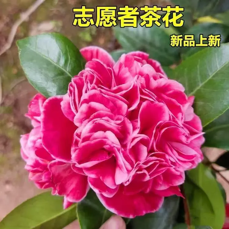 （志愿者）山茶花盆栽名贵稀有品种复色拖桂型
