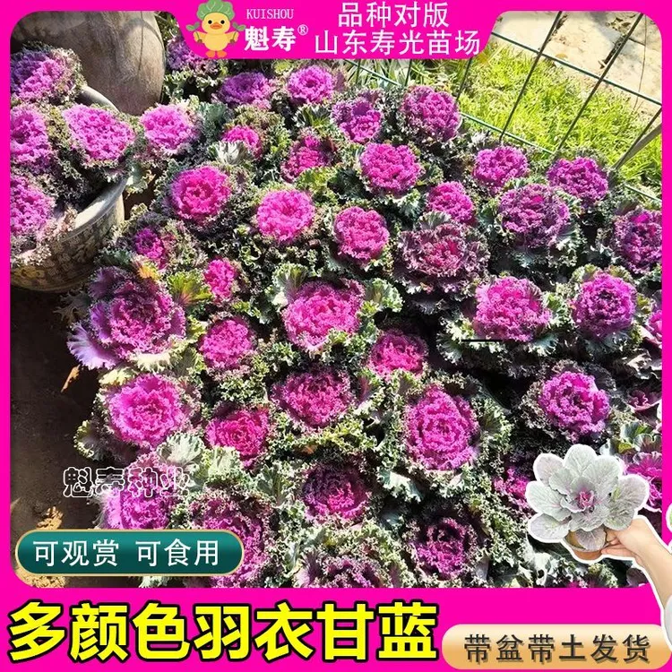 羽衣甘蓝苗叶牡丹冬季耐寒观赏甘蓝菜盆栽庭院绿植园林城市美化