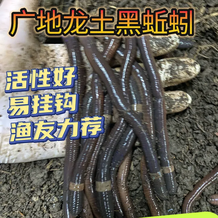 鲜活黑蚯蚓广地龙腥味足活力强钓黄鳝鲶鱼等鱼必备