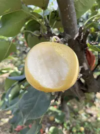 博望有机黄金梨净重8斤礼盒装顺丰包邮