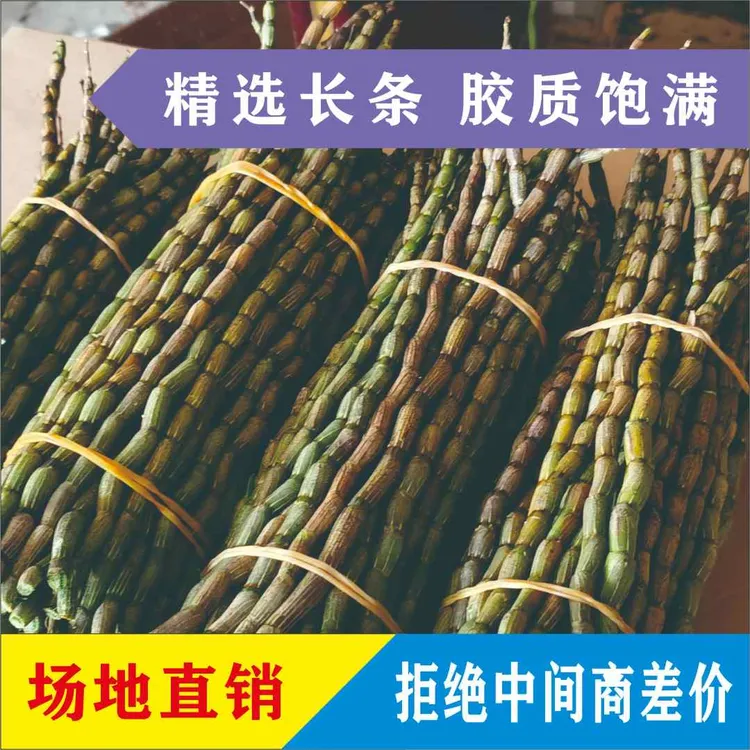 基地现采优质铁皮石斛鲜条正宗特级养生煲汤新鲜可食用胖条批发